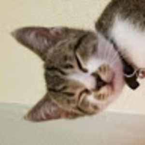 Meet your Posher, Lexy